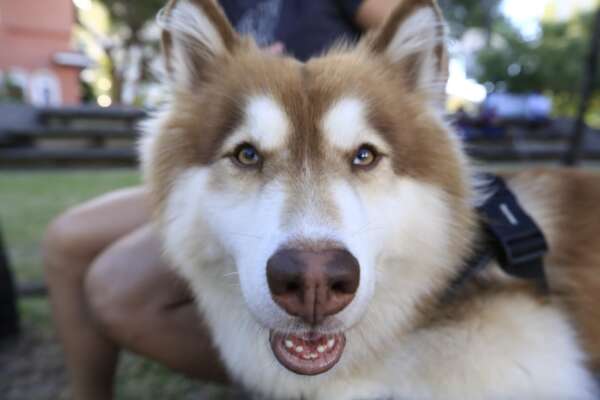 Com distribuição de coleiras antiparasitárias, Secretaria da Proteção Animal participa de evento de adoção neste sábado