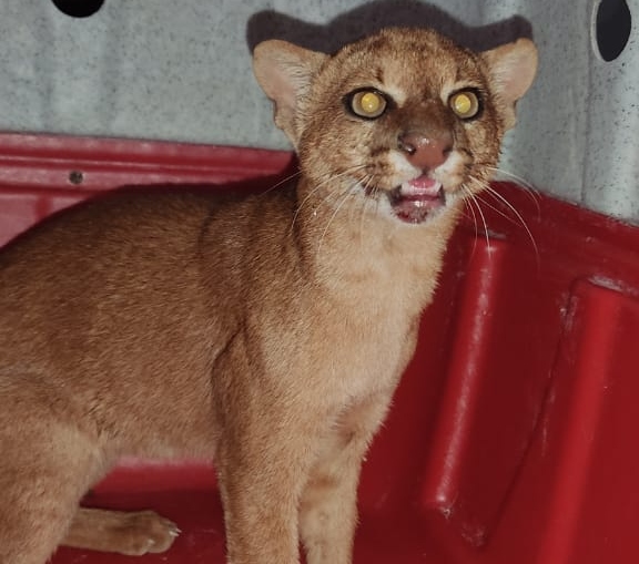 Gato-mourisco e coruja-das-torres são resgatados pela PMCE em Caririaçu e Crato