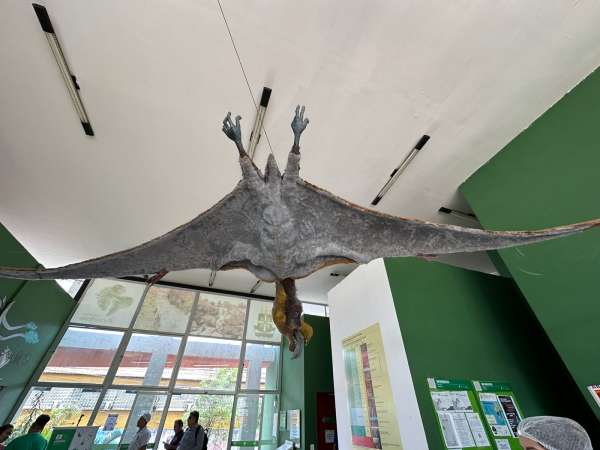 Geopark Araripe celebra 17 anos com Selo Verde em cinco avaliações da UNESCO