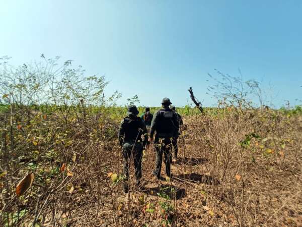 Operação Mata Atlântica resulta em quase R$ 2 milhões de multas por desmatamento ilegal no Ceará