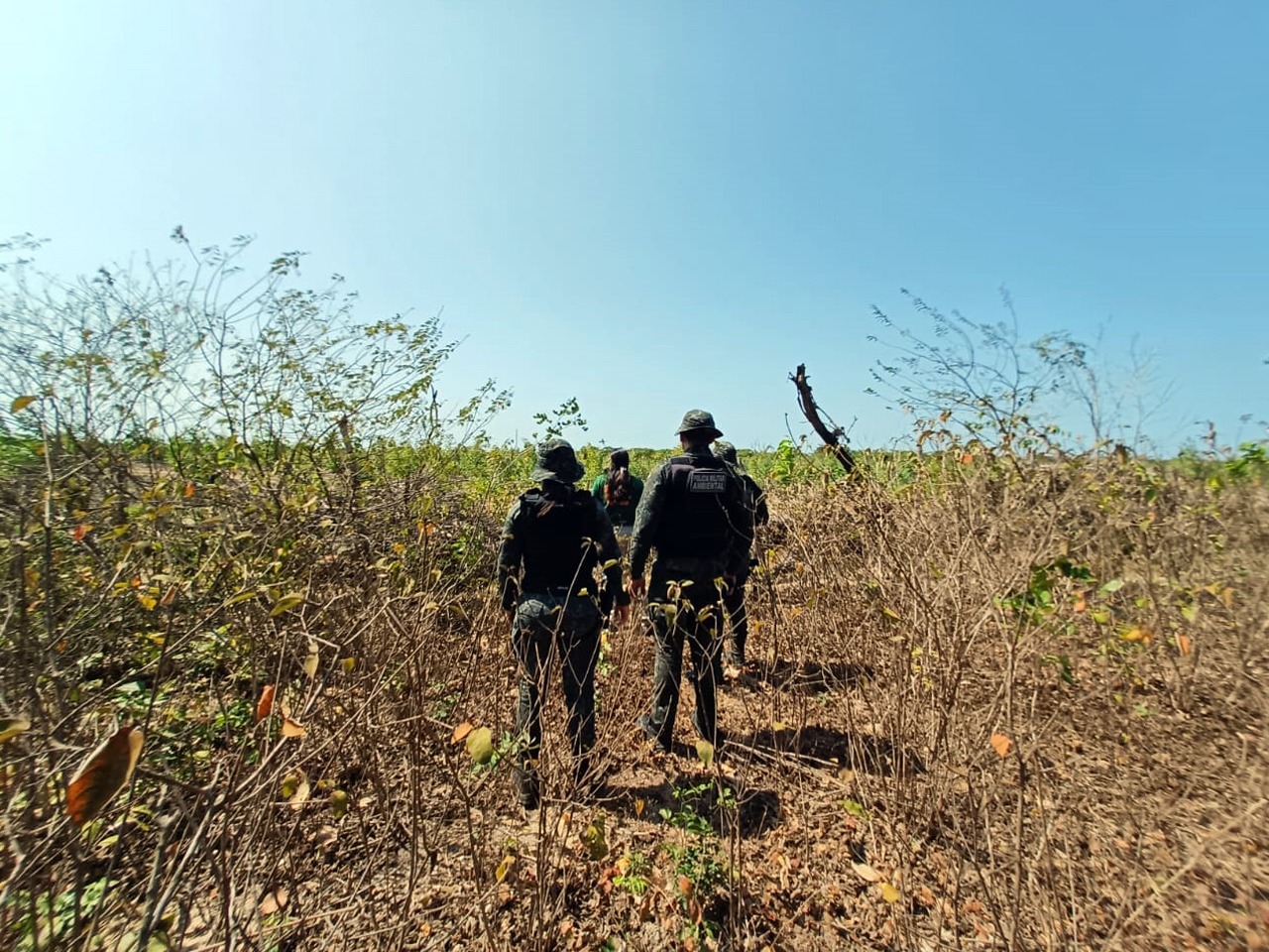 Operação Mata Atlântica resulta em quase R$ 2 milhões de multas por desmatamento ilegal no Ceará