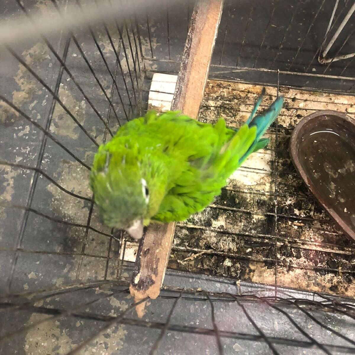 Polícia Militar resgata serpente e três pássaros silvestres em ações distintas no Ceará