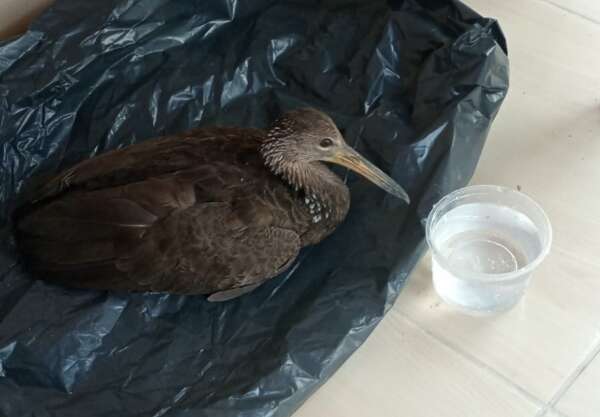 Polícia Militar resgata ave ferida localizada em Caucaia