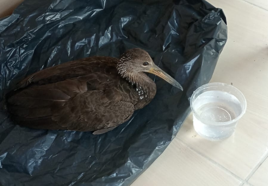 Polícia Militar resgata ave ferida localizada em Caucaia