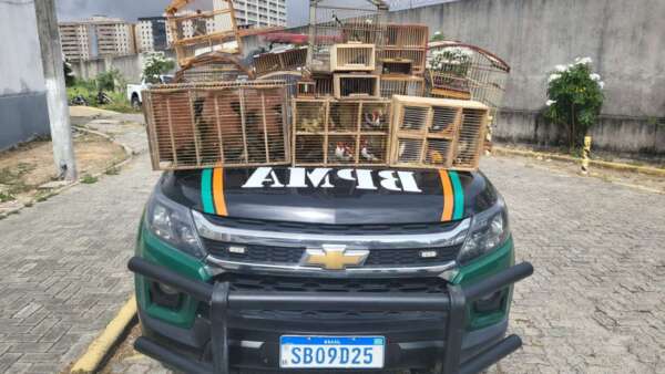 PMCE resgata 76 pássaros silvestres de comércio ilegal no bairro Henrique Jorge, em Fortaleza