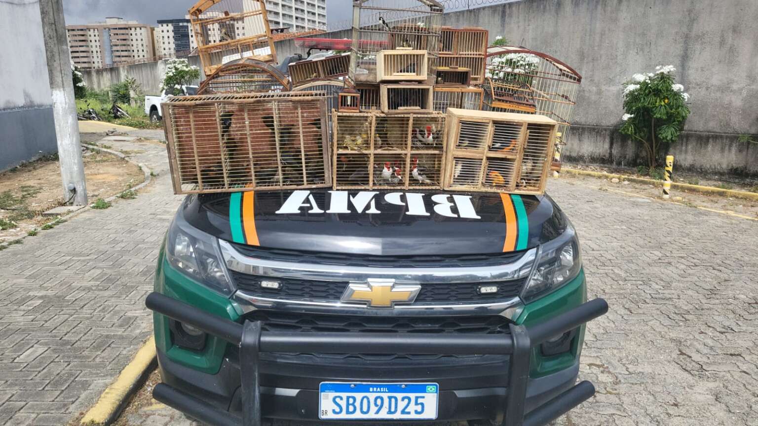 PMCE resgata 76 pássaros silvestres de comércio ilegal no bairro Henrique Jorge, em Fortaleza