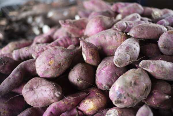 Batata-doce a R$ 2,60/kg na Ceasa em Maracanaú