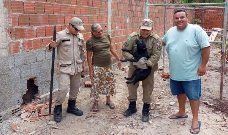 Corpo de Bombeiros resgata cadela presa entre paredes em Horizonte