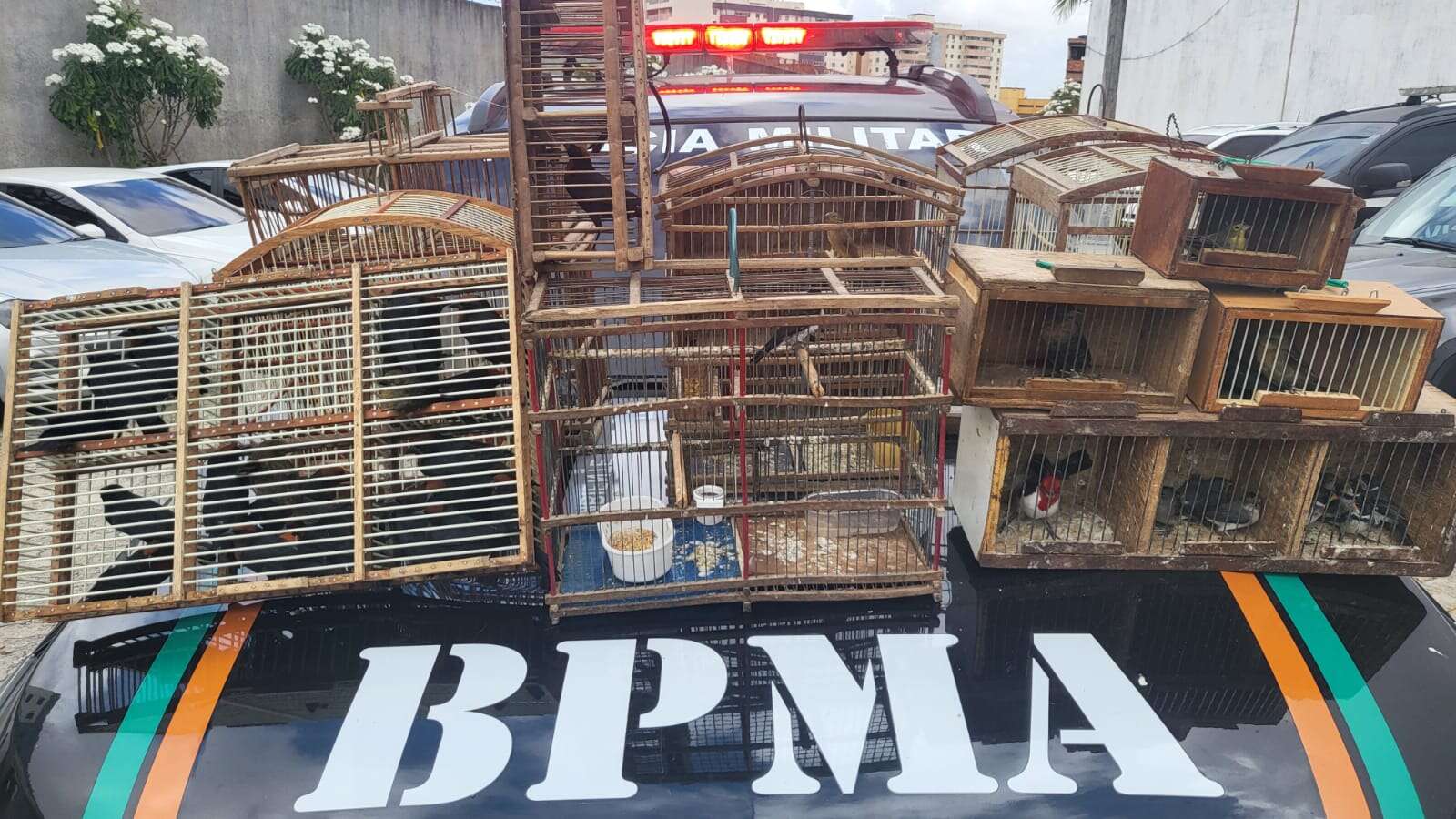 PMCE apreende 44 pássaros silvestres que estavam sendo vendidos de forma ilegal em feira no bairro Canindezinho