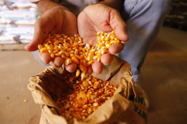 Governo do Ceará lança 37ª edição do Projeto Hora de Plantar para beneficiar 155 mil agricultores