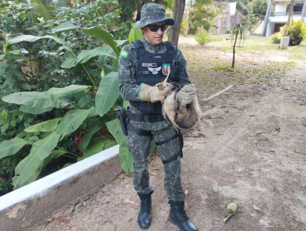 Polícia Militar resgata tamanduá-mirim no município do Crato