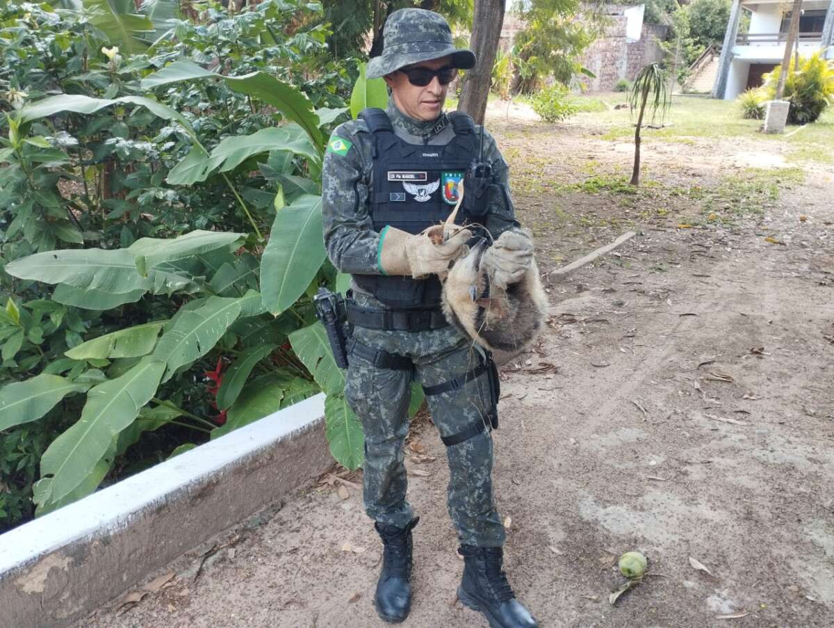 Polícia Militar resgata tamanduá-mirim no município do Crato
