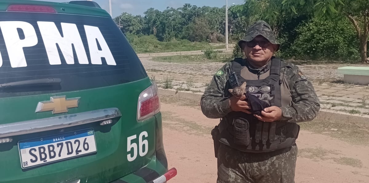 PMCE resgata filhote de raposa no bairro Siqueira