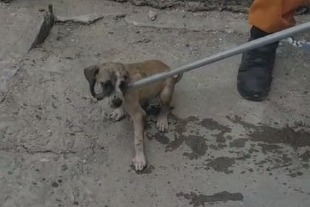 CBMCE resgata cachorro que estava preso dentro de uma galeria de esgoto em Maranguape