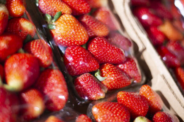 Morango apresenta queda de 11,11% em seu preço na Ceasa Tianguá