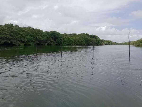 Rede para pesca irregular foi retirada do leito do rio Cocó, durante ação de monitoramento
