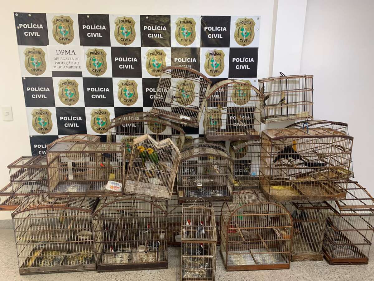 Em Fortaleza, mais de 1.100 animais foram resgatados pela Forças de Segurança em 2023