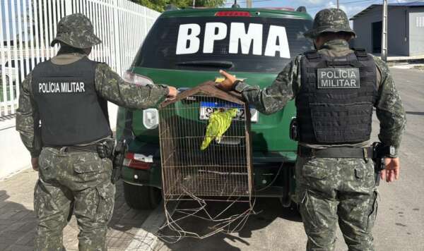 Em ações distintas, Polícia Militar resgata tamanduá e papagaio no Ceará