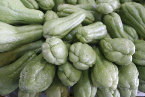 Preço do chuchu registra queda de 16,7% na Ceasa Cariri