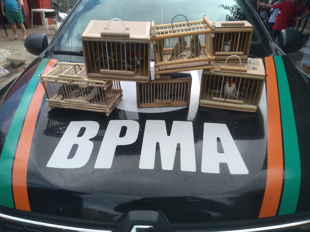 PMCE resgata 14 pássaros silvestres de comércio ilegal em Juazeiro do Norte