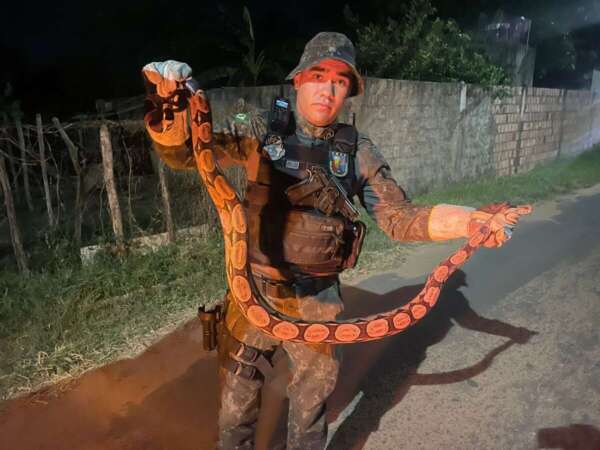 PMCE resgata jiboia em residência no município de Barbalha