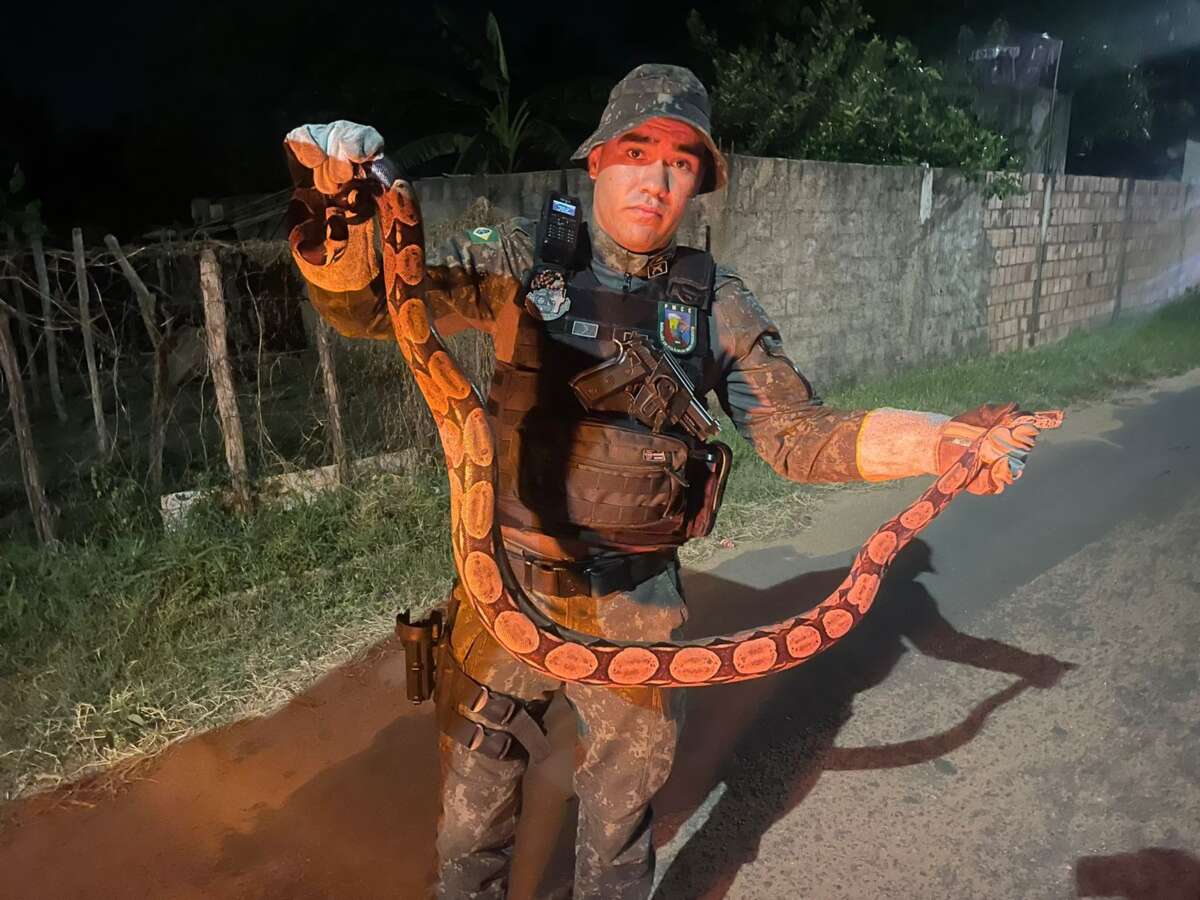 PMCE resgata jiboia em residência no município de Barbalha