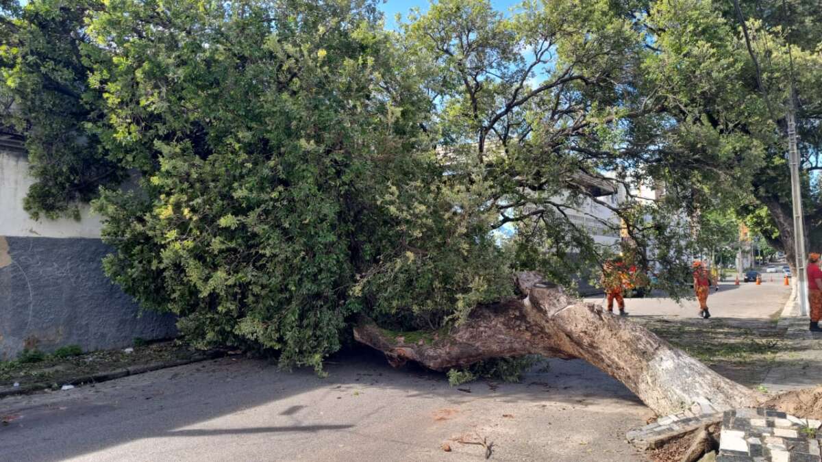 Corpo de Bombeiros atendeu 1.415 ocorrências com árvores em situação de perigo em 2023