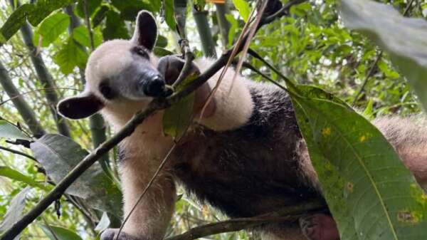 Tamanduá-mirim é resgatado pela PMCE e levado para atendimento veterinário em Guaramiranga