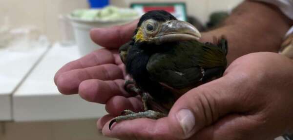 PMCE resgata filhote de tucaninho-da-serra no município de Pacoti