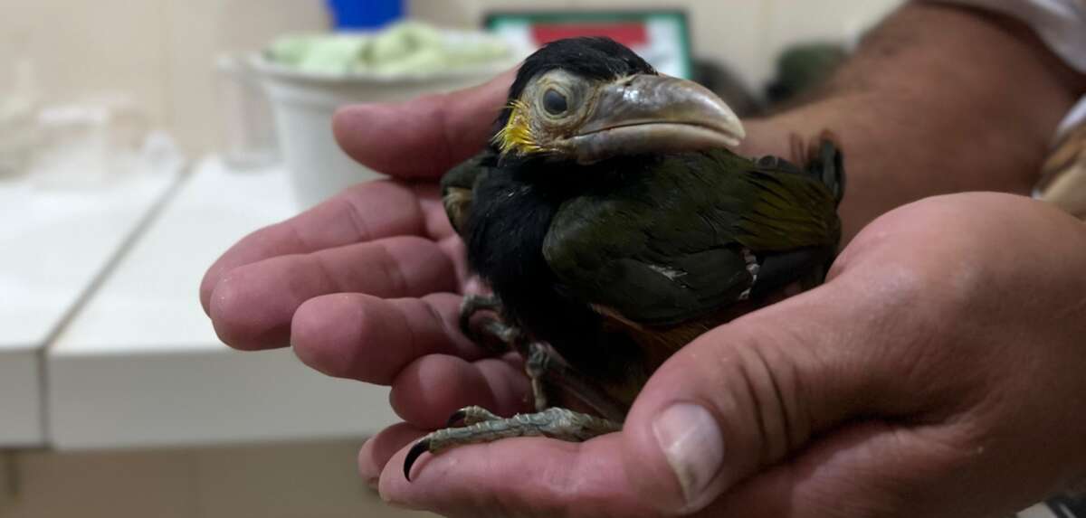 PMCE resgata filhote de tucaninho-da-serra no município de Pacoti