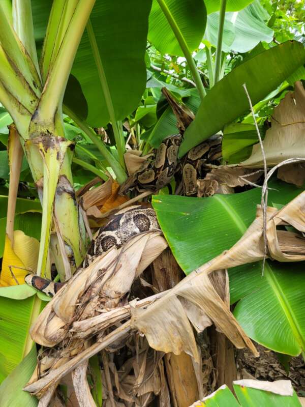 Corpo de Bombeiros resgata jiboia no Crato