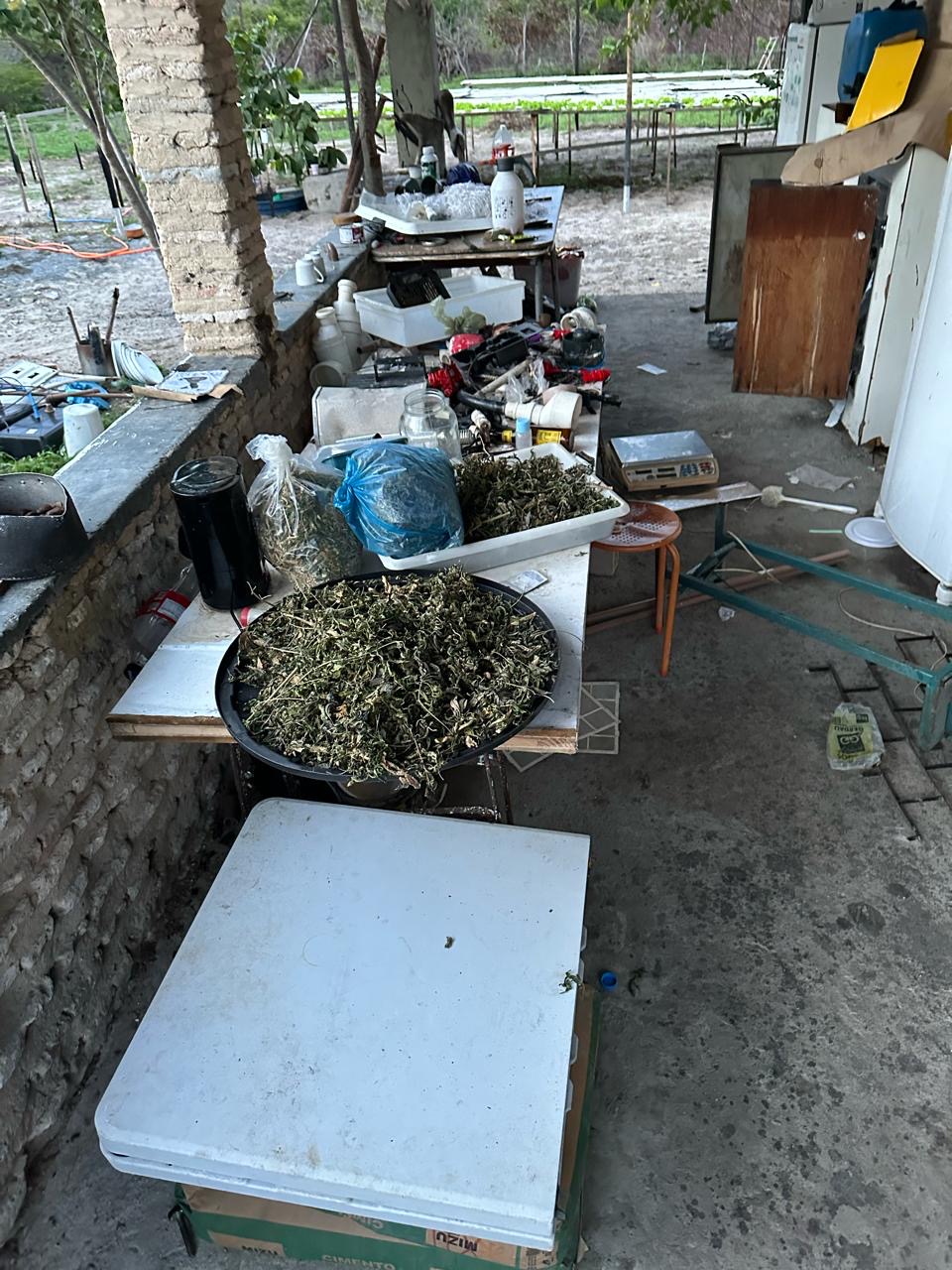 Polícia Civil desarticula laboratório de drogas e apreende mudas de maconha em Pindoretama