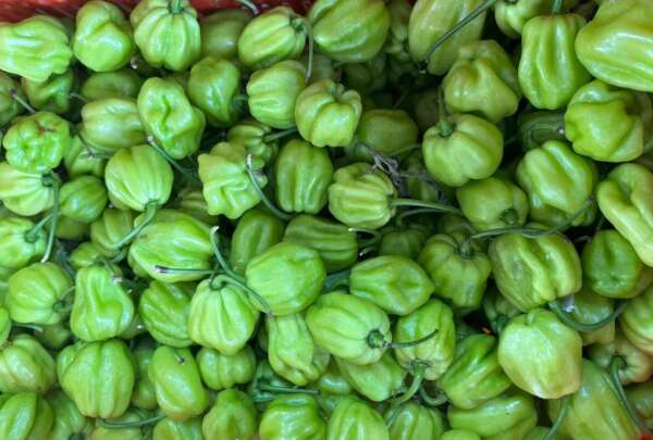 Preço da pimenta de cheiro tem queda de 37,5% na Ceasa Cariri