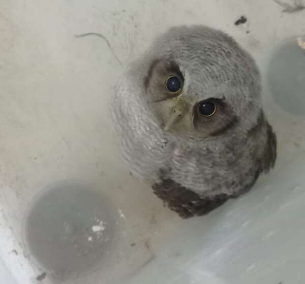 PMCE resgata coruja que foi encontrada em residência no Crato