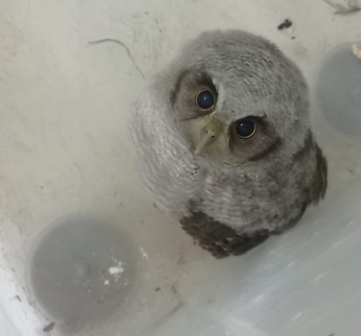 PMCE resgata coruja que foi encontrada em residência no Crato