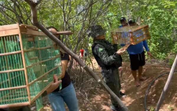 BPMA e ONG parceira realizam soltura de aves silvestres em Assaré