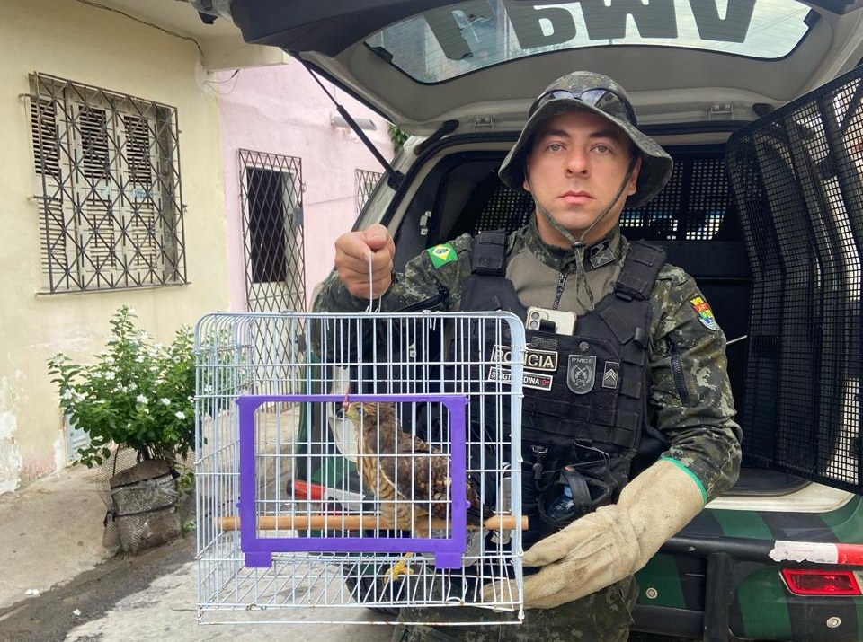 PMCE resgata filhote de gavião dentro de um campo de futebol no Pici
