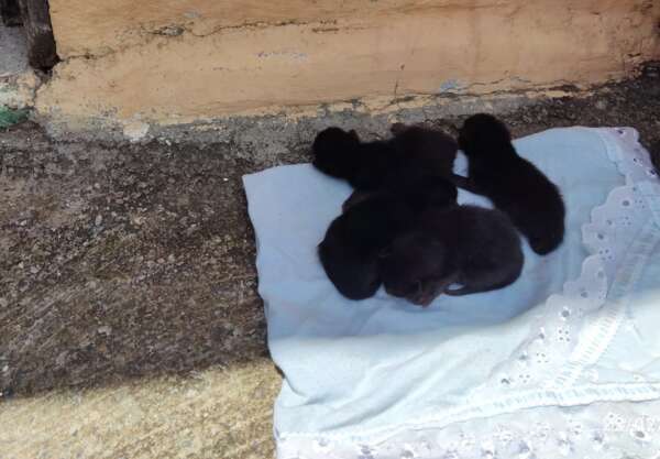 CBMCE resgata quatro filhotes de gato presos entre paredes de casa em Sobral