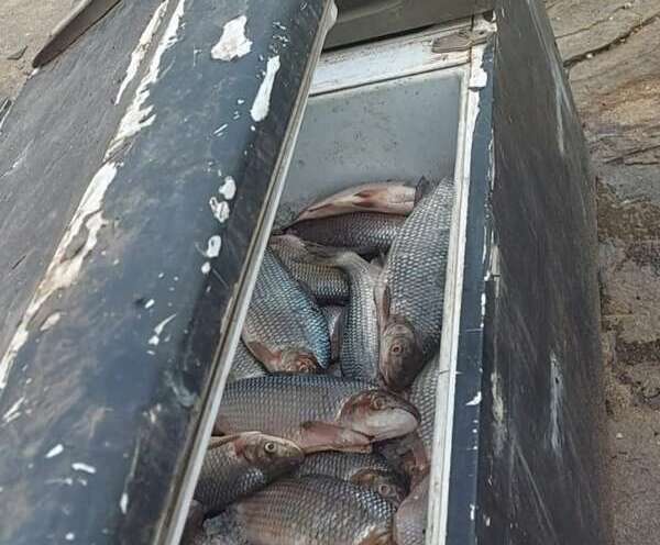 Polícia Militar apreende 700 kg de peixes capturados ilegalmente em Catarina