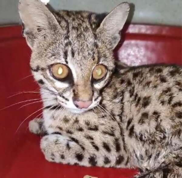 Gato-maracajá é resgatado pela PMCE e levado para atendimento veterinário no município Irapuan Pinheiro