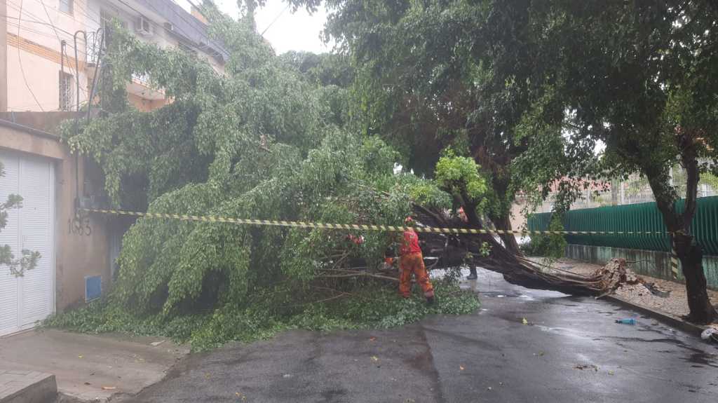 Em 48 horas, CBMCE cortou 46 árvores em situação de perigo