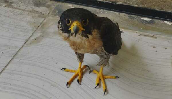 Em ações distintas, Polícia Militar resgata falcão e cassaco no Ceará