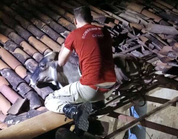 Corpo de Bombeiros resgata vaca de telhado em Baturité