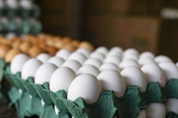 Confira benefícios do ovo para a saúde