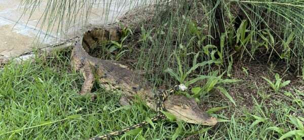Corpo de Bombeiros resgata jacaré encontrado em residencial em Caucaia