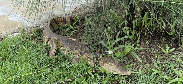 Corpo de Bombeiros resgata jacaré encontrado em residencial em Caucaia