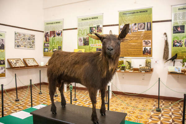 Após restauro completo e exposição inédita em Pacoti, Bode Ioiô volta triunfante para o Museu do Ceará