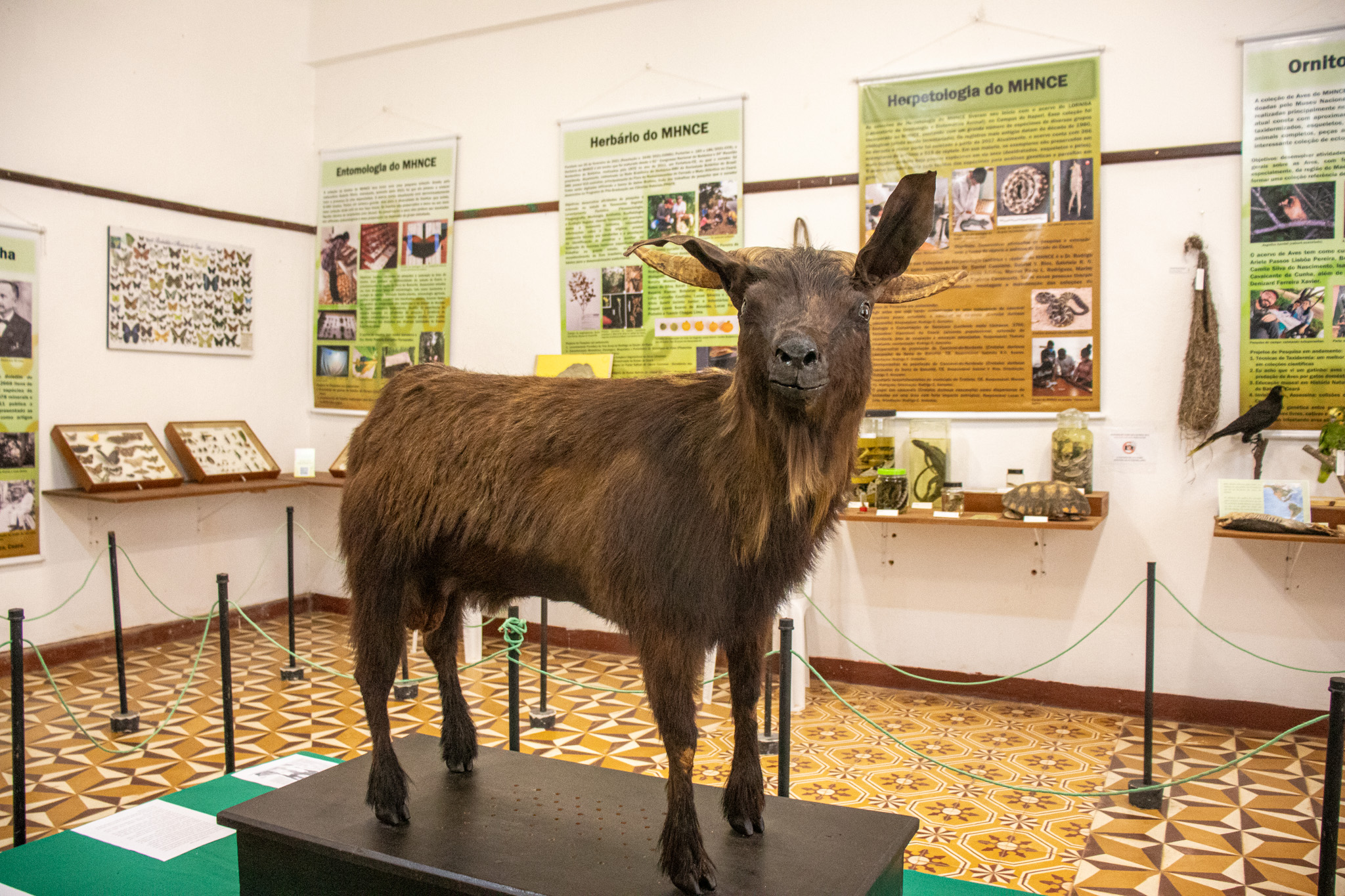 Após restauro completo e exposição inédita em Pacoti, Bode Ioiô volta triunfante para o Museu do Ceará