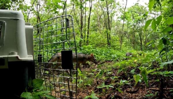 Semace, Ibama e IPS realizam duas solturas em regiões diferentes do Ceará