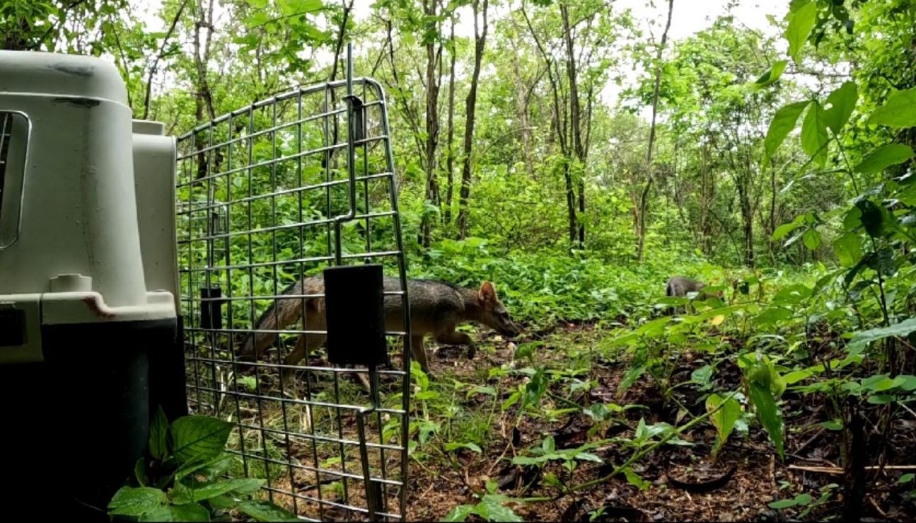 Semace, Ibama e IPS realizam duas solturas em regiões diferentes do Ceará